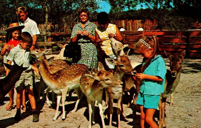 Floridaland - Vintage Postcard